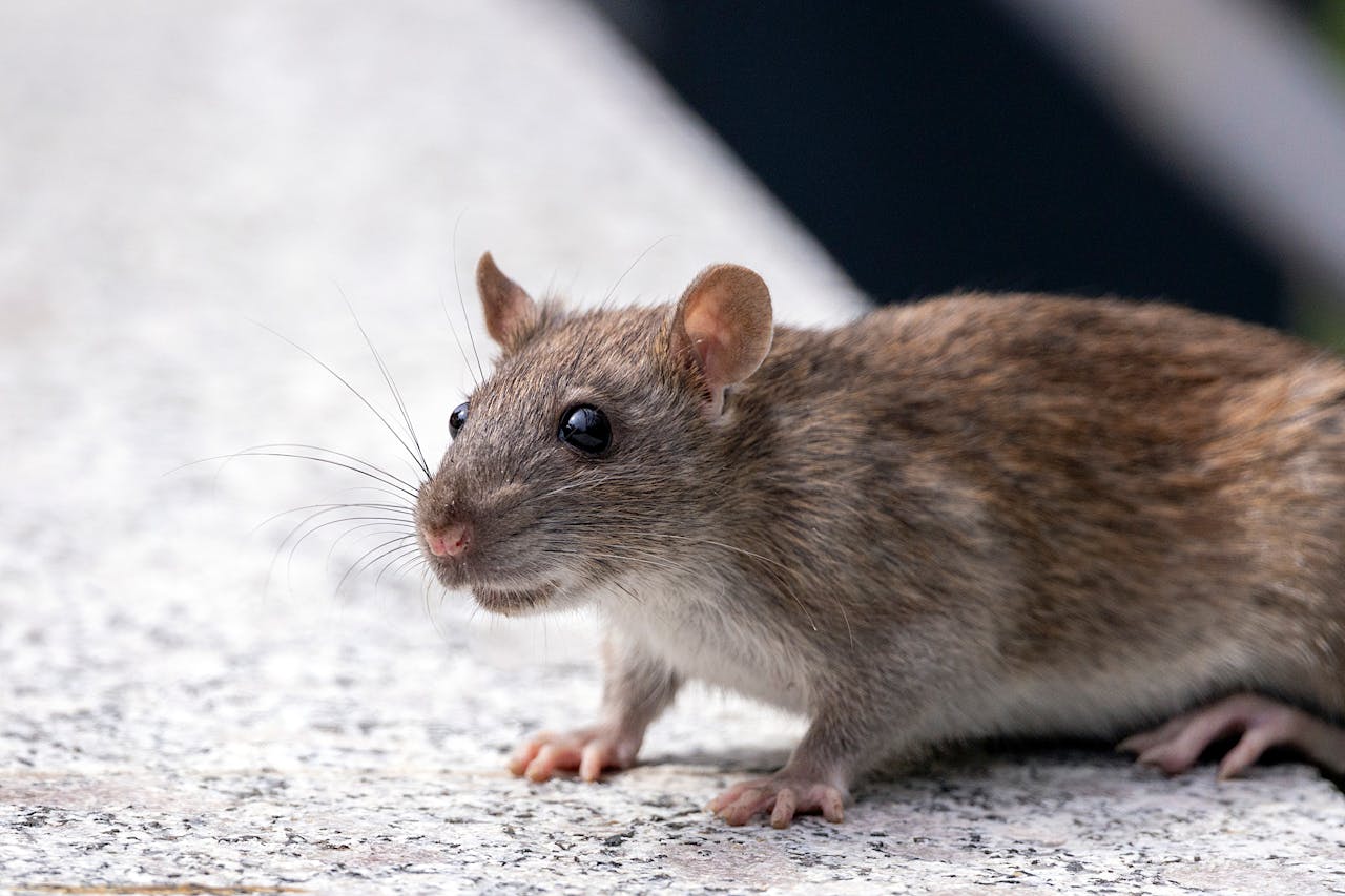 You are currently viewing Getting Rid of Norway Rats in Your Home