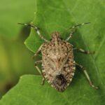 What You Should Know About Stink Bugs