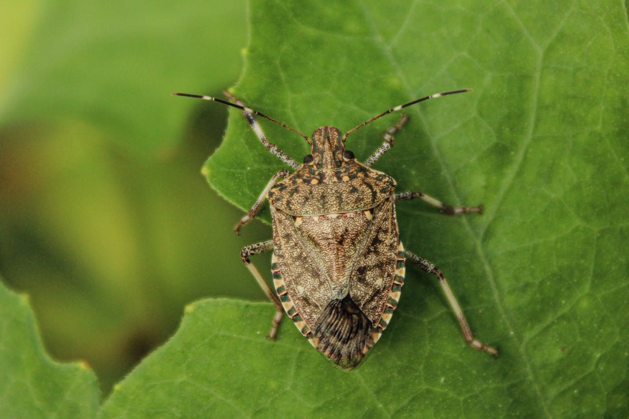 You are currently viewing What You Should Know About Stink Bugs