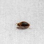 5 Tips for Protecting Your Home Against Bed Bugs