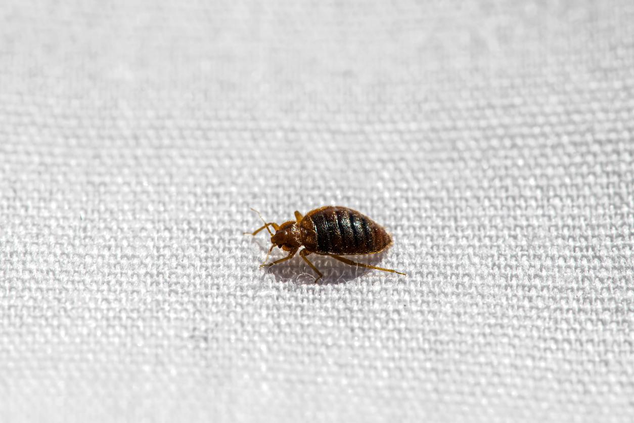 You are currently viewing 5 Tips for Protecting Your Home Against Bed Bugs