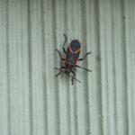 A Guide to Boxelder Bugs