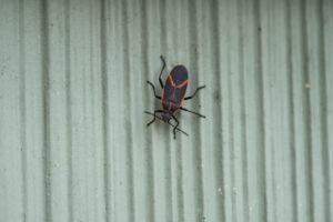 Read more about the article A Guide to Boxelder Bugs