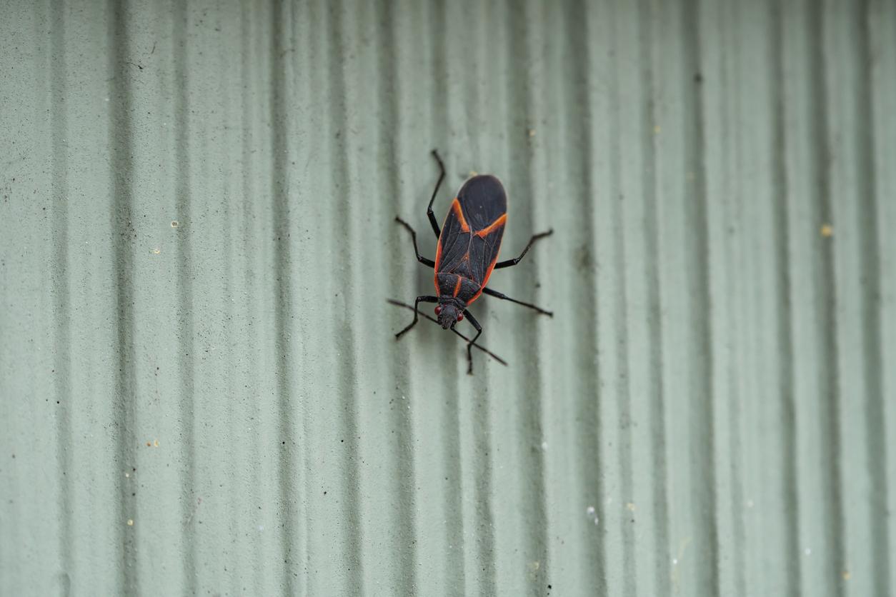 You are currently viewing A Guide to Boxelder Bugs