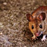 Everything You Need to Know About Mice This Winter