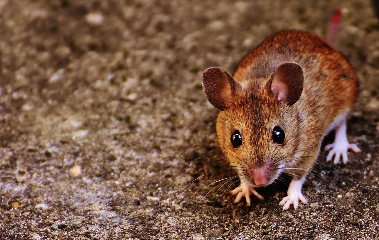 You are currently viewing Everything You Need to Know About Mice This Winter