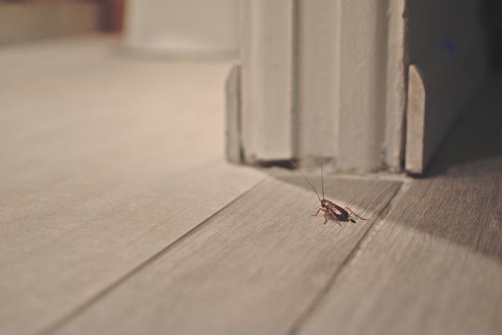 Read more about the article Common Winter Pests in Nebraska Homes