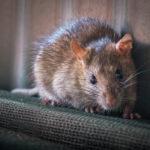 6 Tips for Getting Rid of a Rodent Infestation