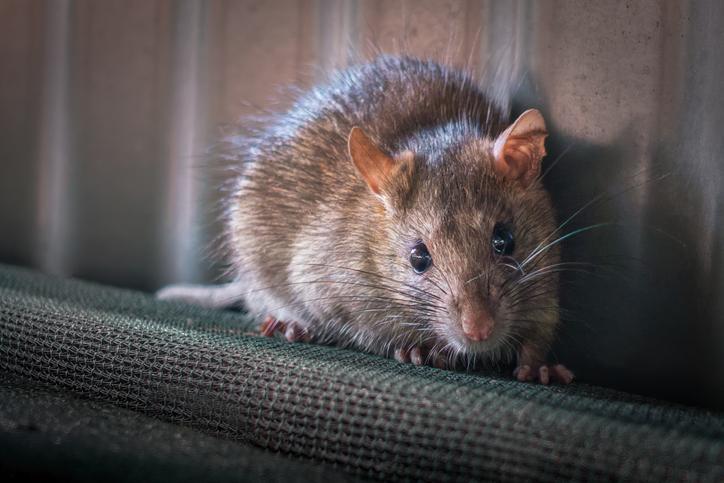 You are currently viewing 6 Tips for Getting Rid of a Rodent Infestation