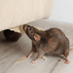 The Difference Between Mice and Rats: How to Tell if You Have an Infestation