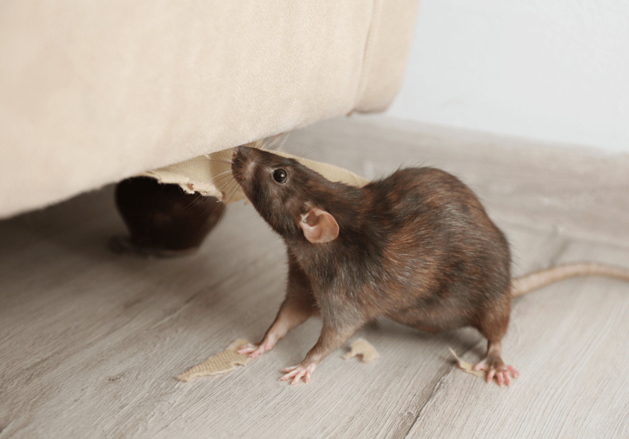 You are currently viewing The Difference Between Mice and Rats: How to Tell if You Have an Infestation