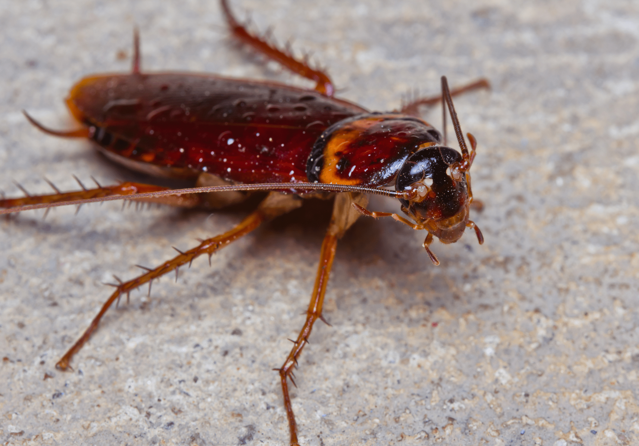 You are currently viewing How to Get Rid of Cockroaches