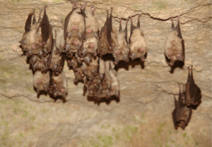Read more about the article What You Need to Know About Bats in Spring