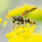 The Difference Between Hornets and Yellowjackets