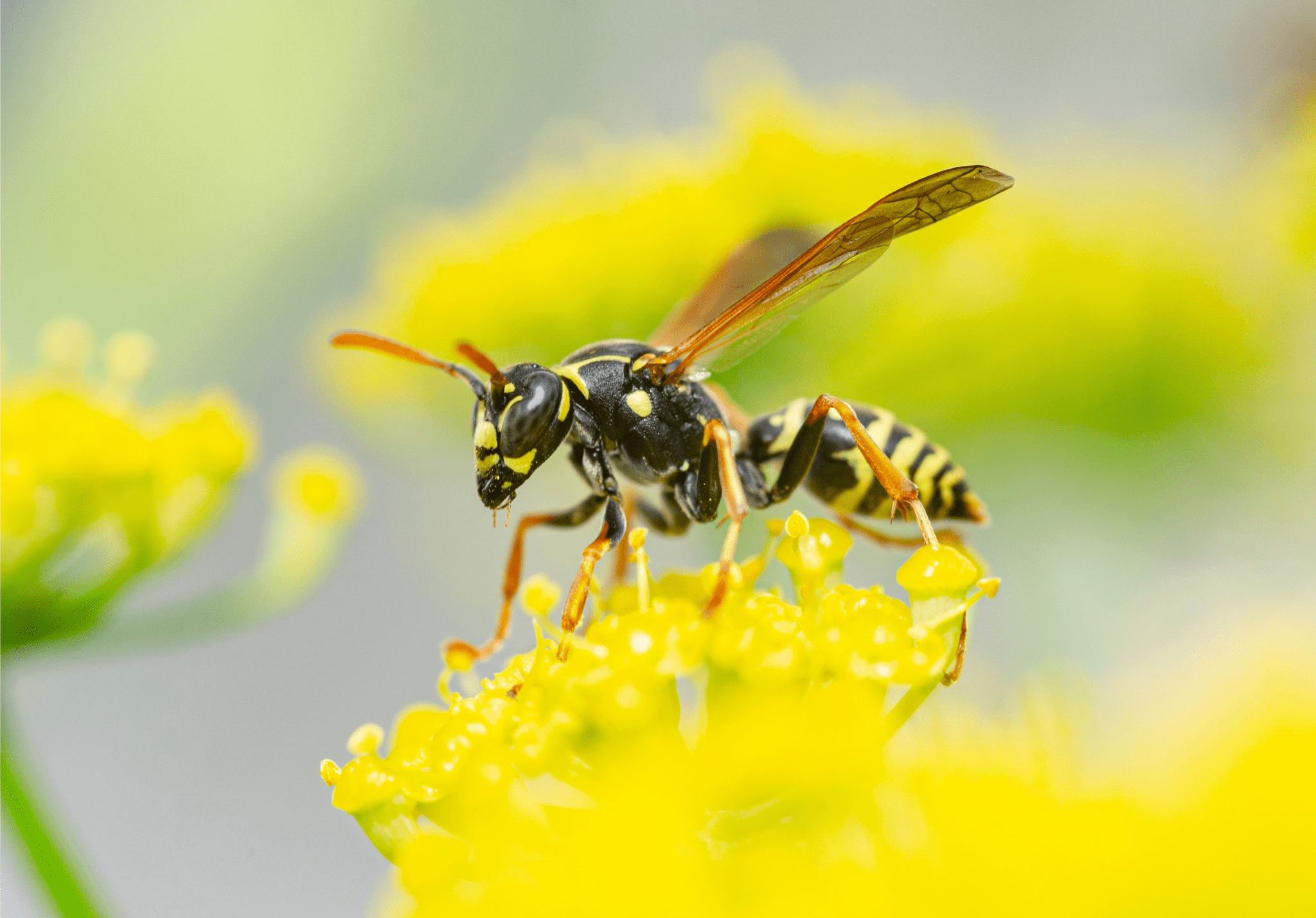 Read more about the article The Difference Between Hornets and Yellowjackets