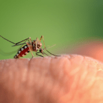 6 Tips for Keeping Mosquitoes Away in Spring