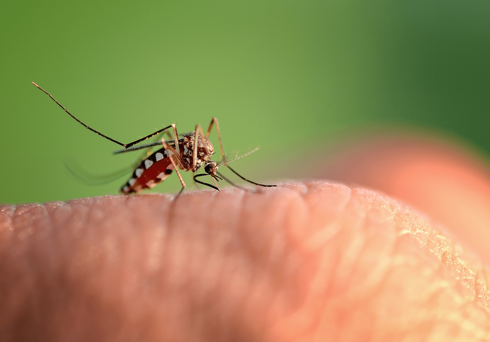 You are currently viewing 6 Tips for Keeping Mosquitoes Away in Spring