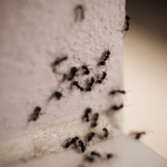 Common Types of Ant Infestations in the Midwest