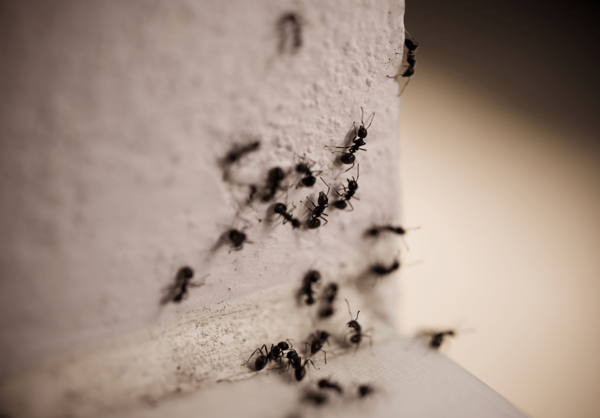 You are currently viewing Common Types of Ant Infestations in the Midwest
