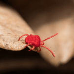 Understanding Chiggers: A Guide