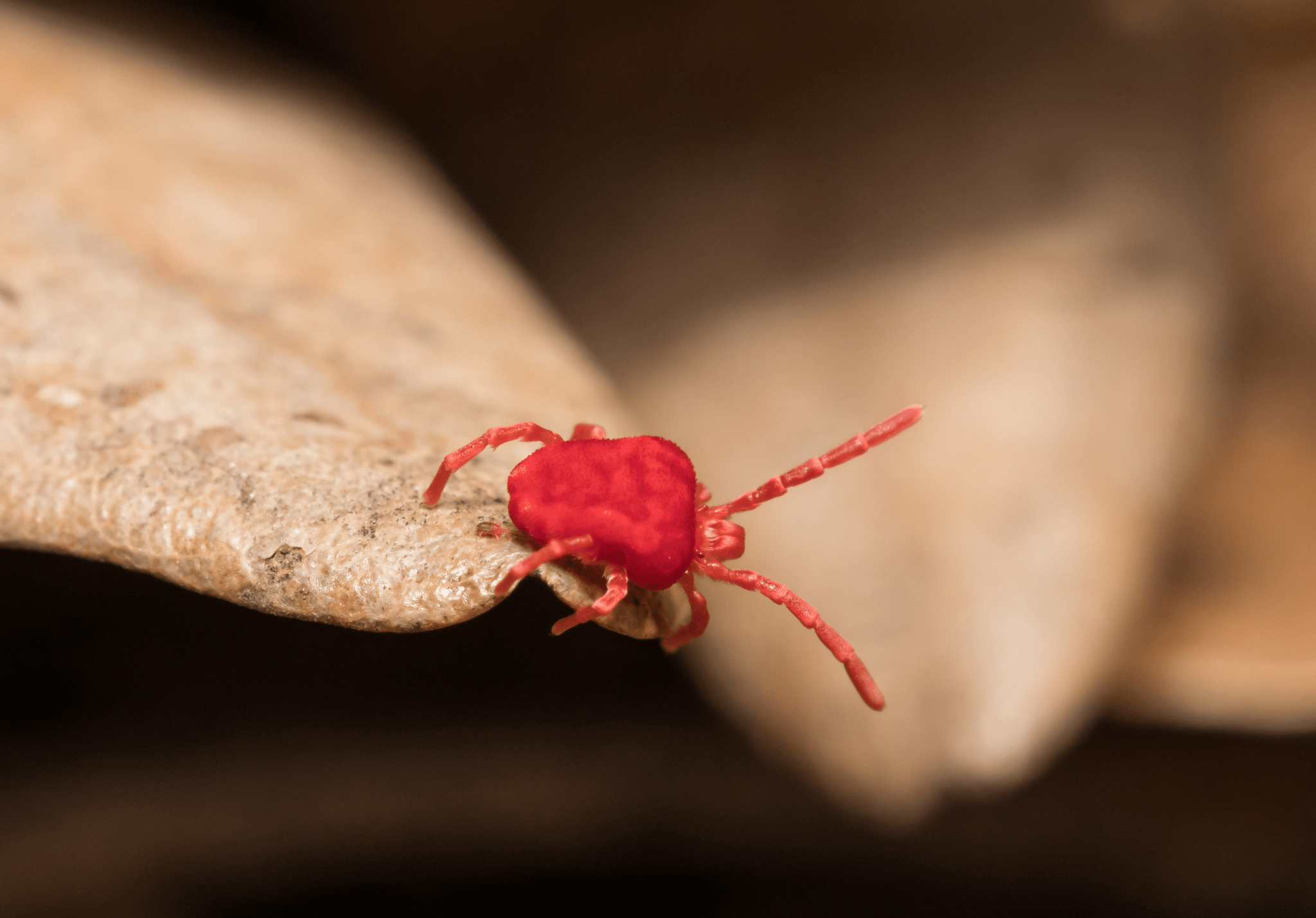 You are currently viewing Understanding Chiggers: A Guide