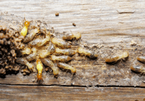 Read more about the article A Guide to Termite Behavior in Summer