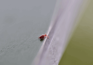 Read more about the article Common Myths and Misconceptions About Clover Mites