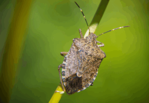 Read more about the article 5 Ways to Protect Your Home Against Stink Bugs