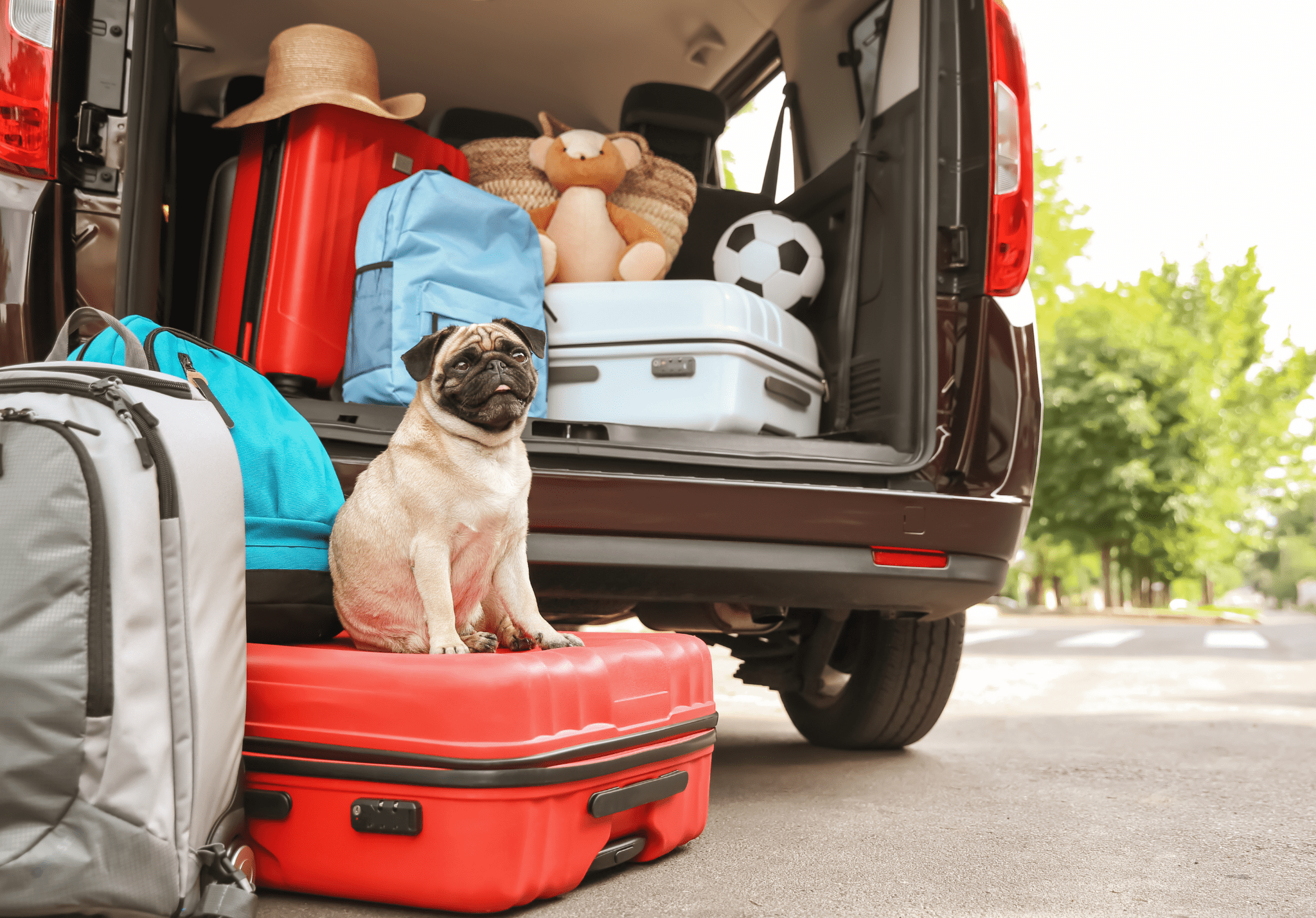 You are currently viewing How to Avoid Bringing Bed Bugs Home from Summer Vacation