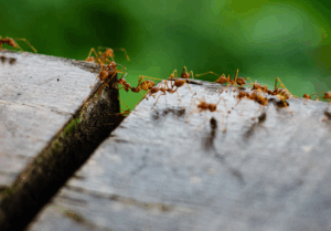 Read more about the article 6 Summer Pest Control Tips Every Homeowner Should Know