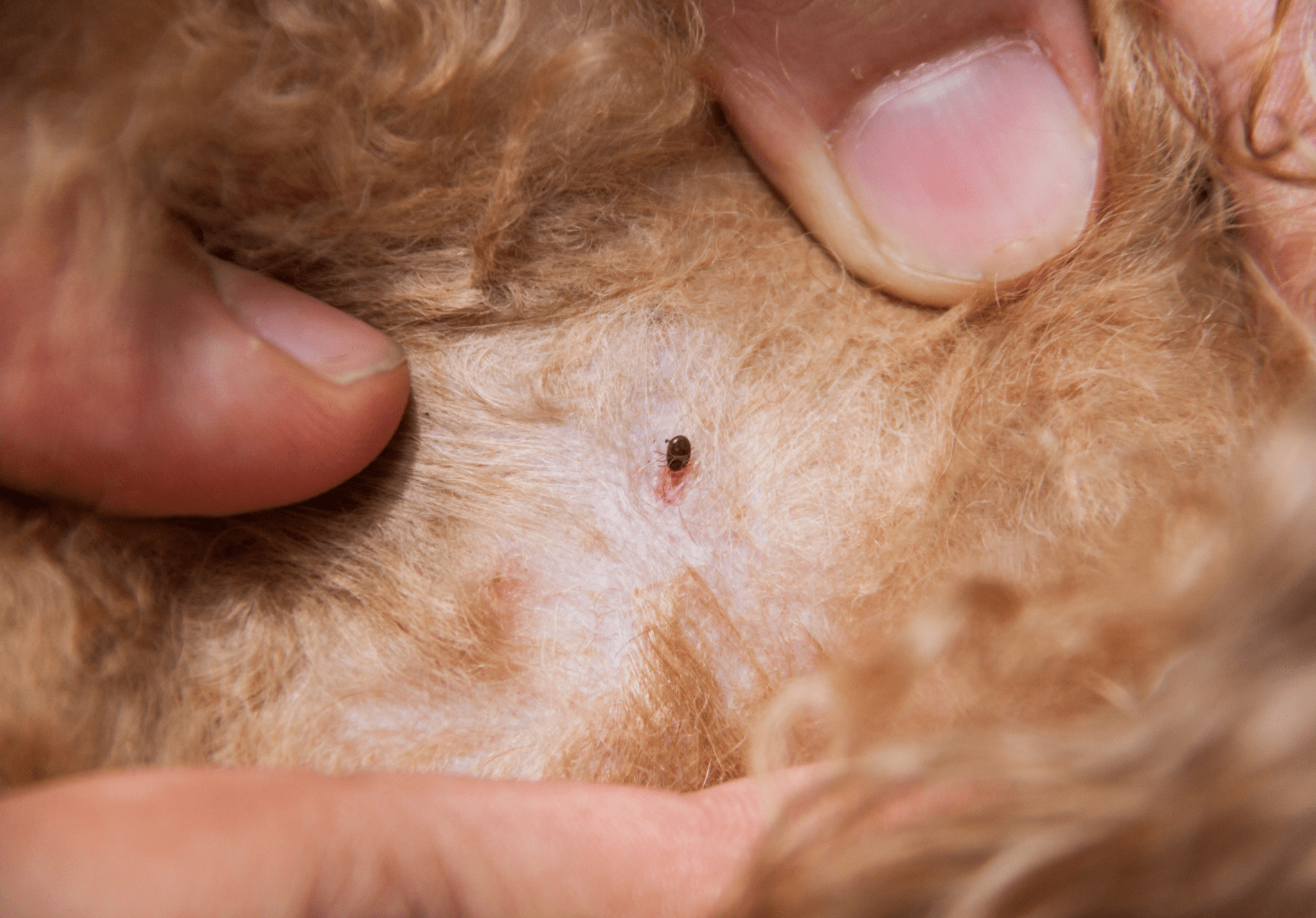 Read more about the article Fleas and Ticks: How to Tell Them Apart