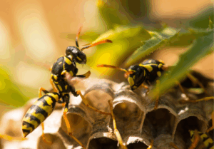 Read more about the article What You Should Know About Wasps