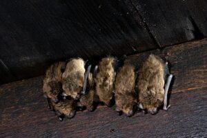 Read more about the article A Guide to Bat Behavior in Summer