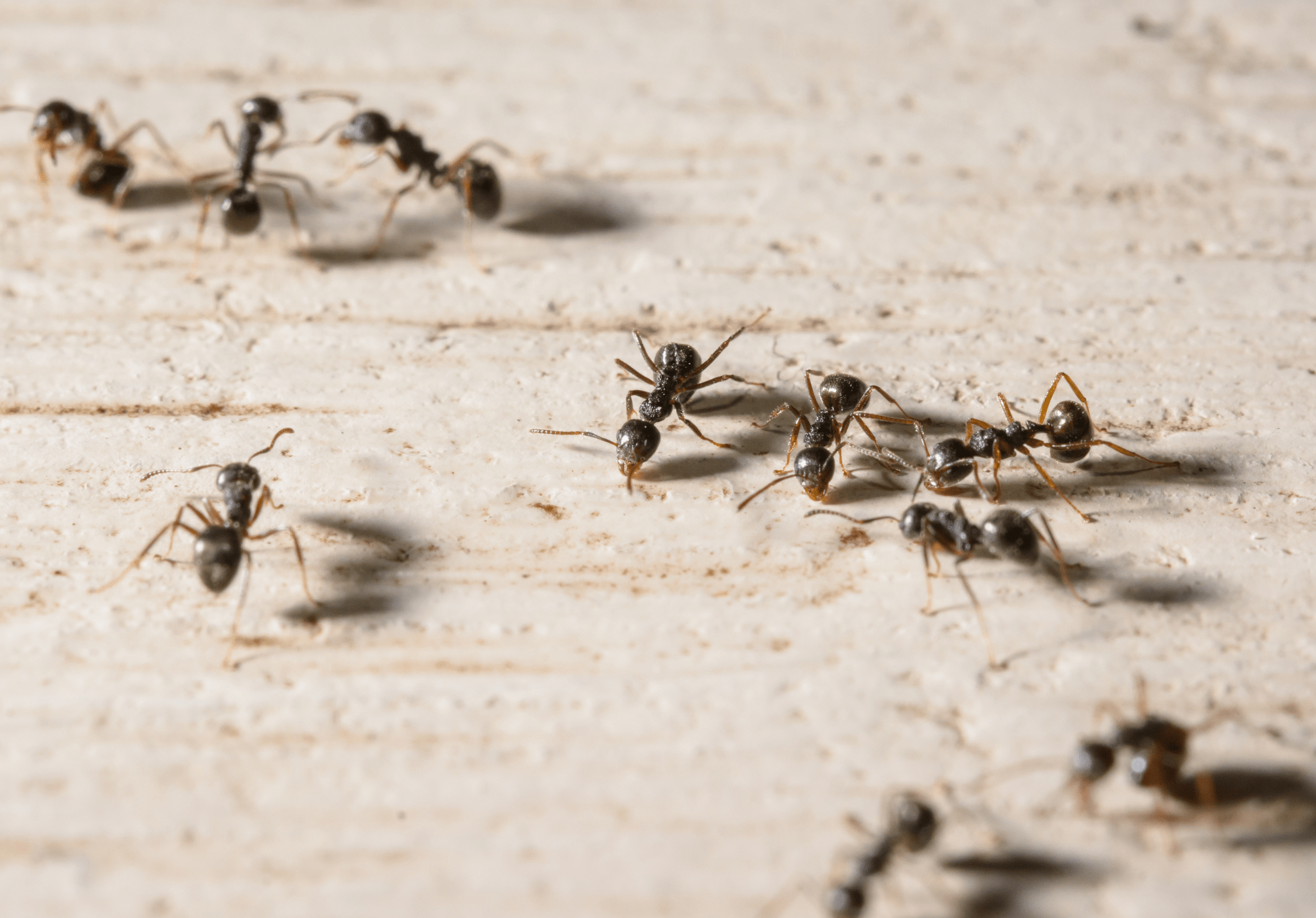 Read more about the article What to Do About Ants in Your Home