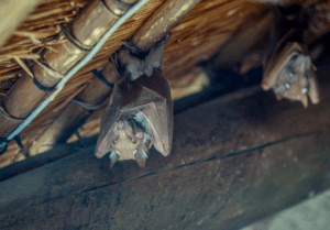 Read more about the article Why You Shouldn’t Ignore Bats in Your Home