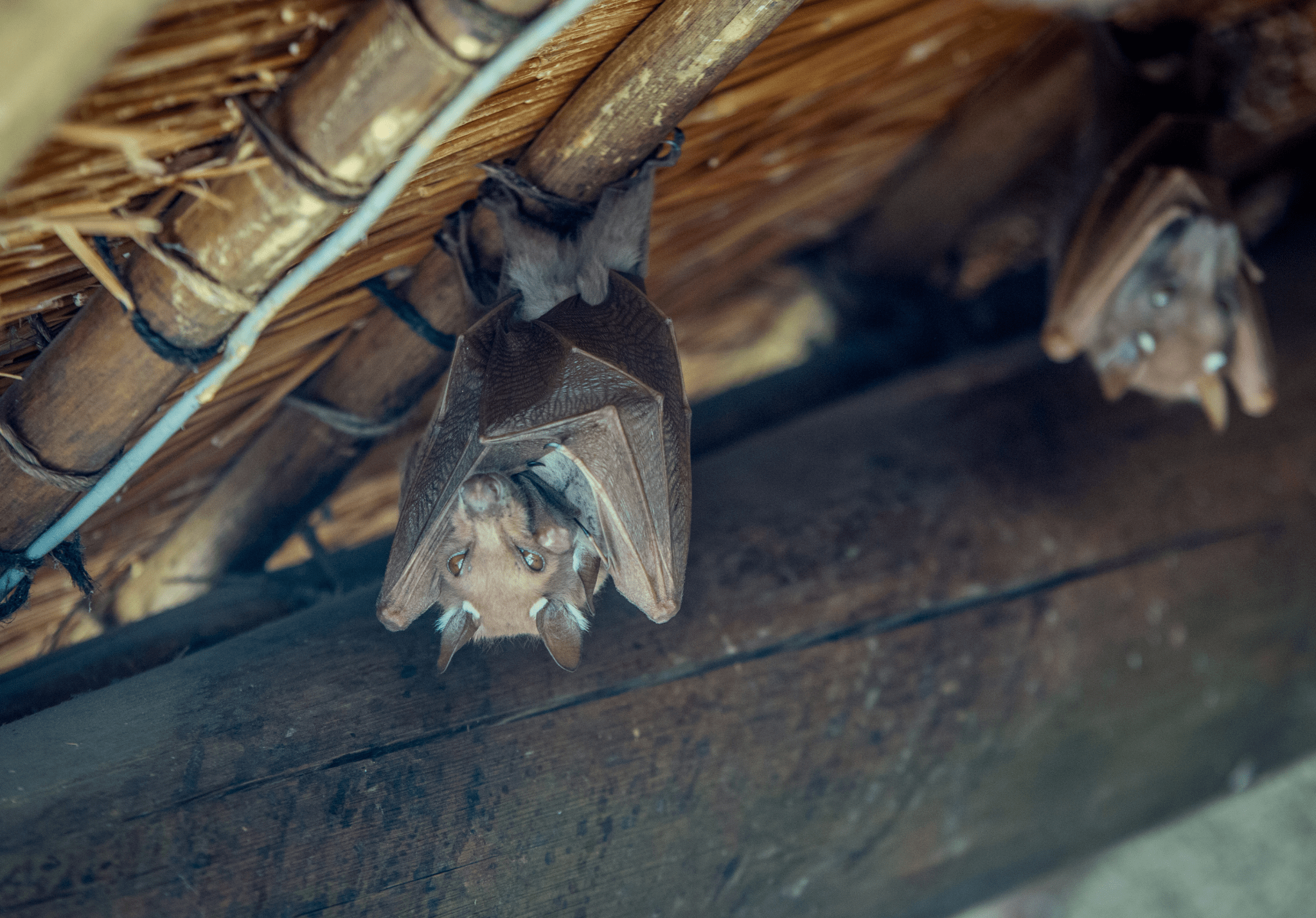 Read more about the article Why You Shouldn’t Ignore Bats in Your Home