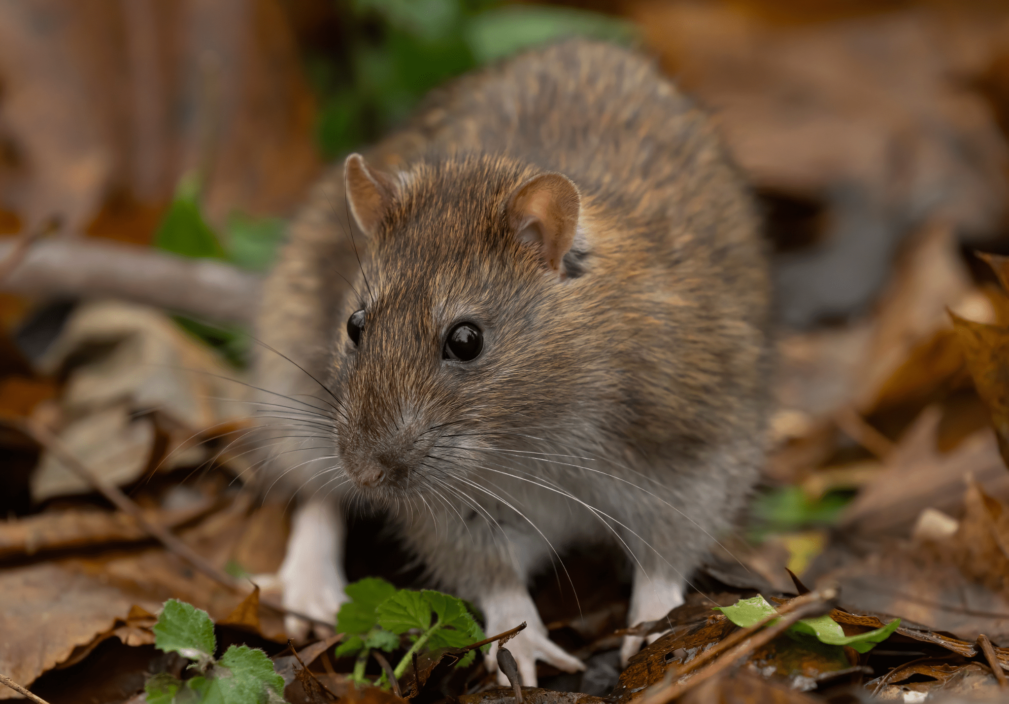 Read more about the article Protecting Your Home Against The Midwest’s Most Infamous Fall Pests