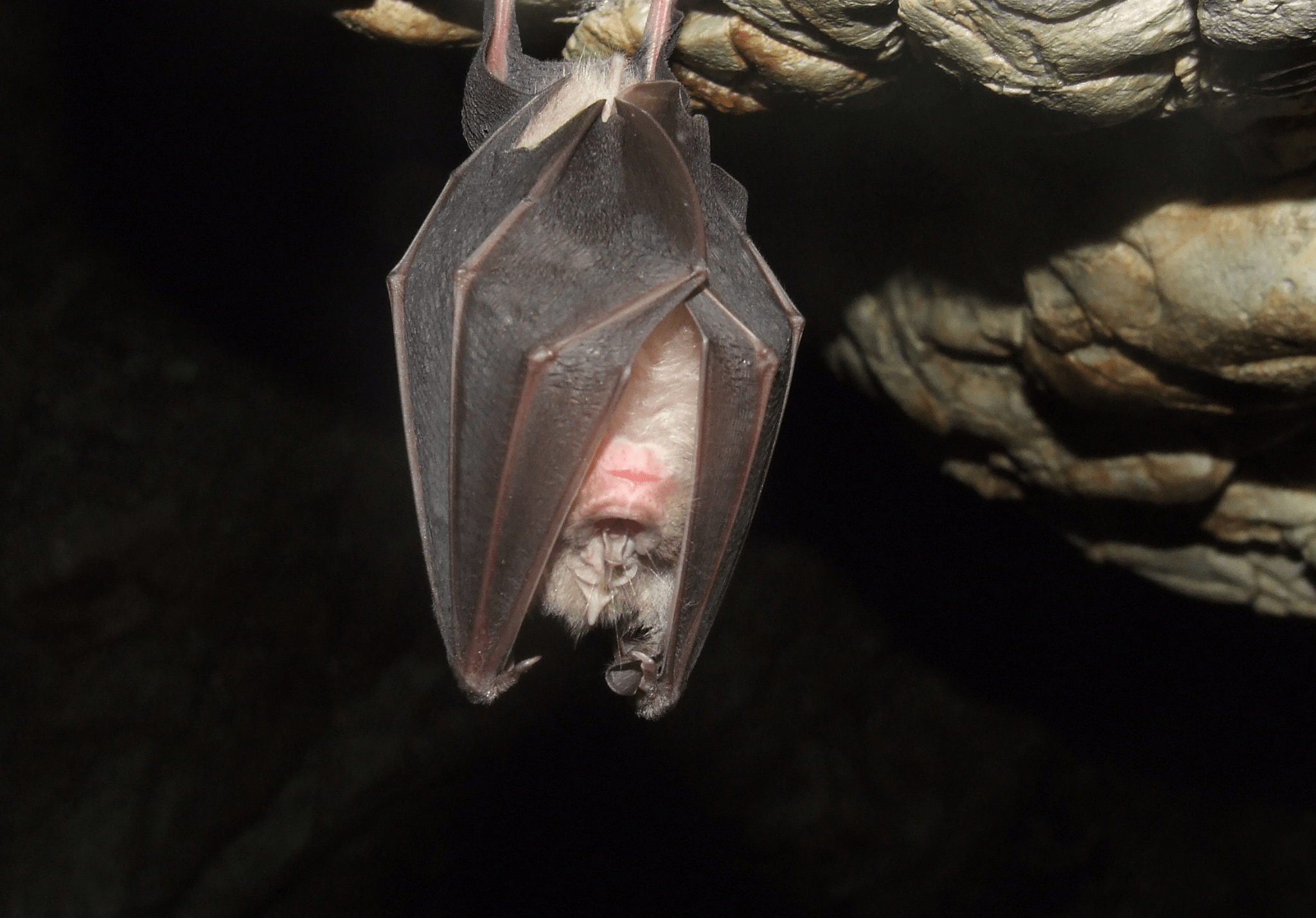 Read more about the article Bats in the Fall: What Homeowners Need to Know
