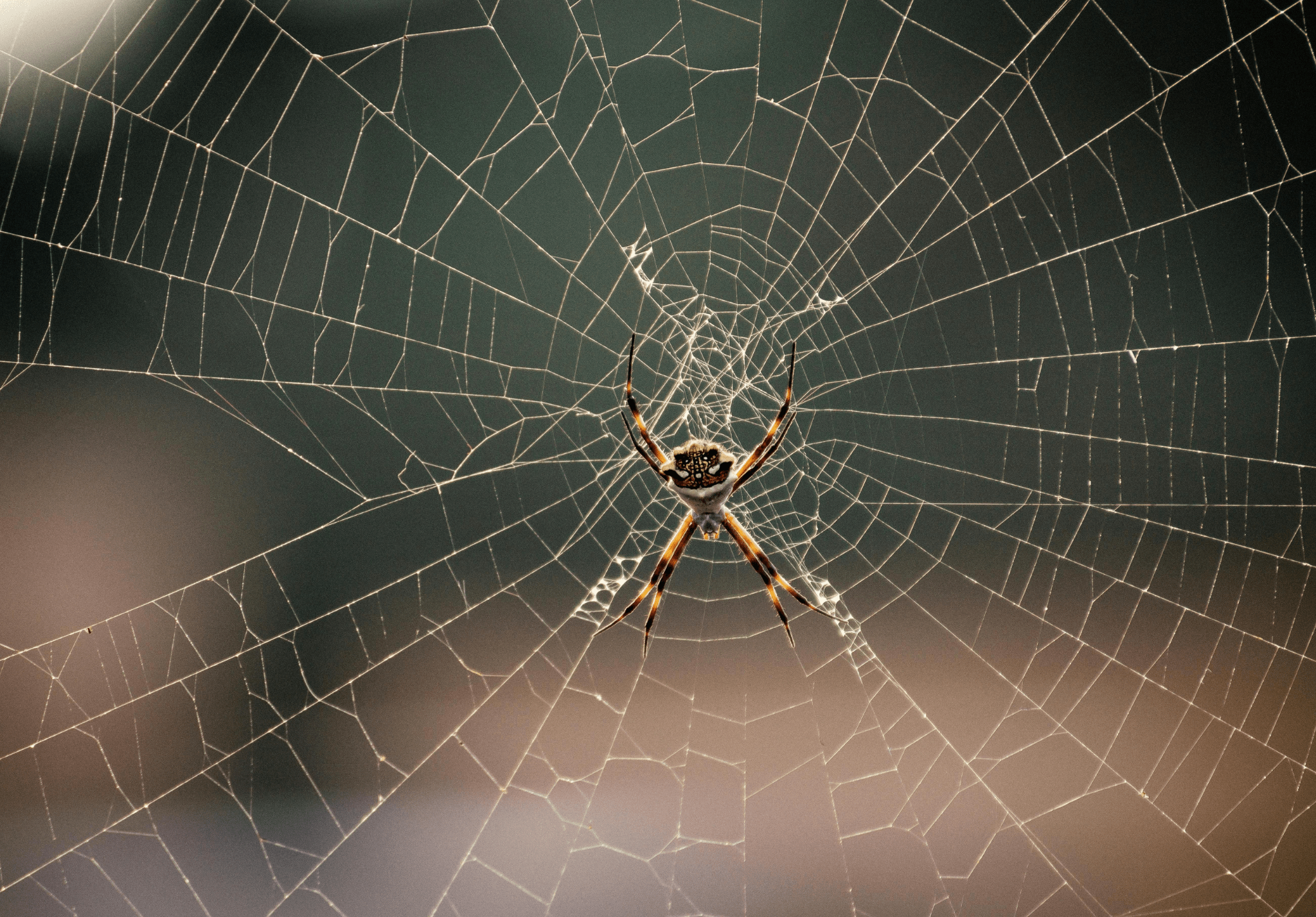 Read more about the article 4 Ways Spiders are Helpful
