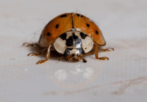 Read more about the article A Guide to Overwintering Pests in the Midwest