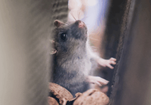 Read more about the article 6 Surprising Places Mice Hide in People’s Homes