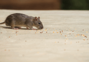 Read more about the article 5 Risks of a Rodent Infestation