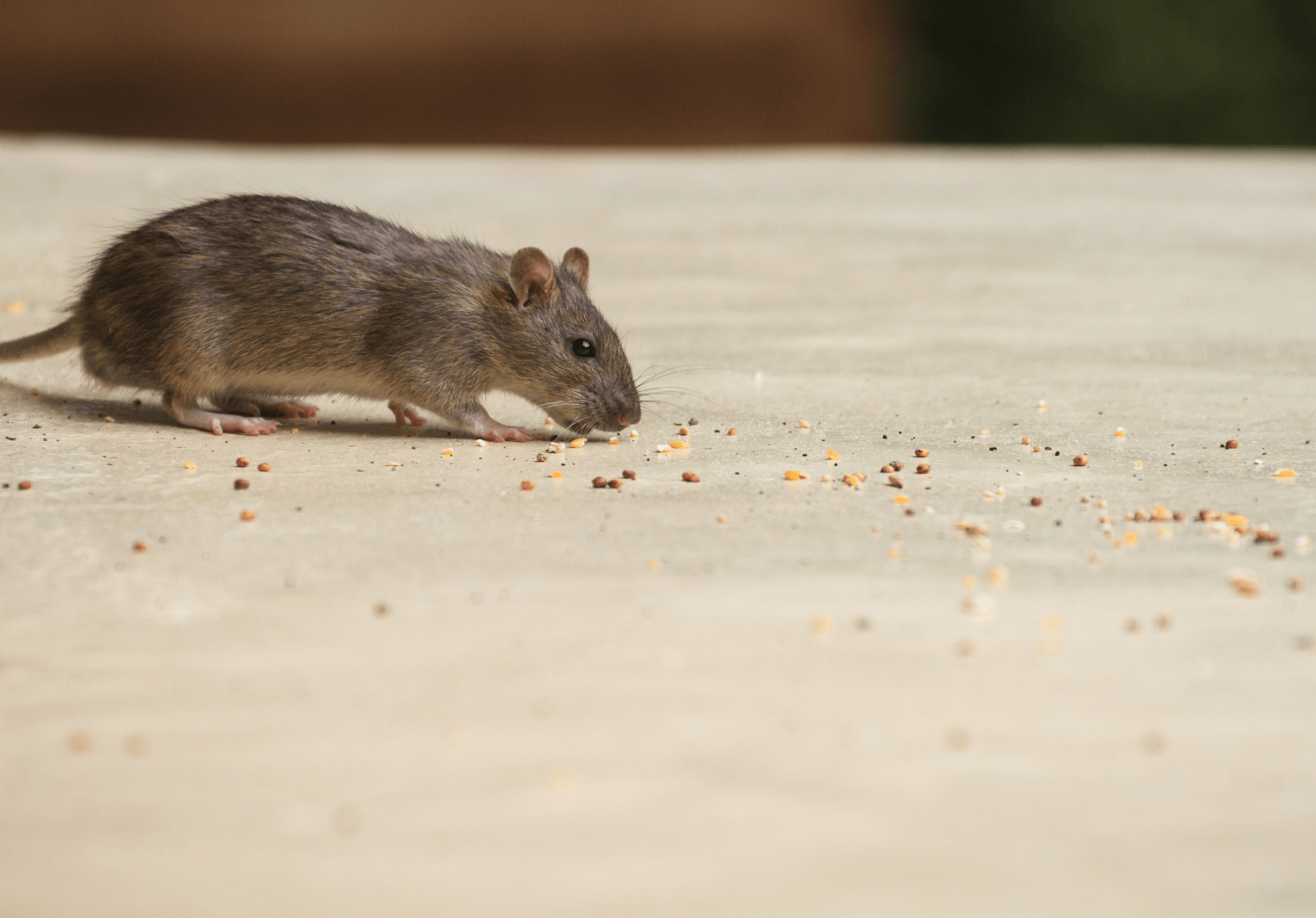 Read more about the article 5 Risks of a Rodent Infestation
