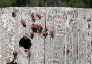 Read more about the article Why Boxelder Bugs Invade (and How to Stop Them)