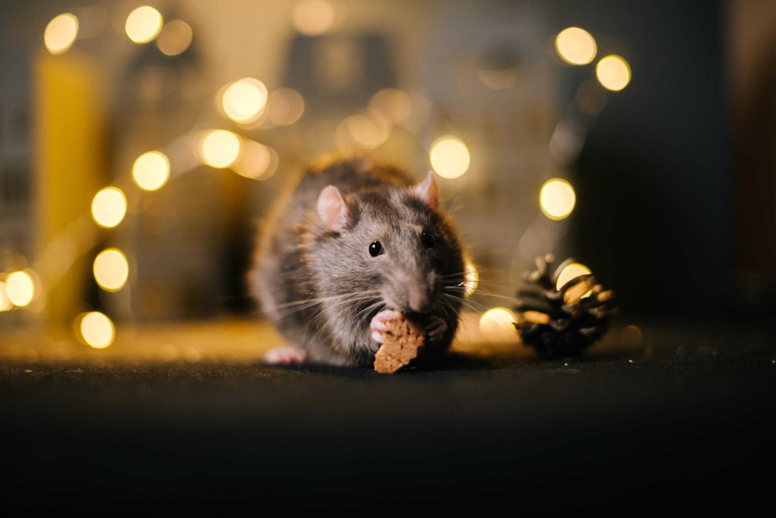 Read more about the article Tips for Pest-Proofing Your Home During the Holidays
