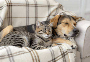 Read more about the article Protecting Your Pets from Pests in the Winter