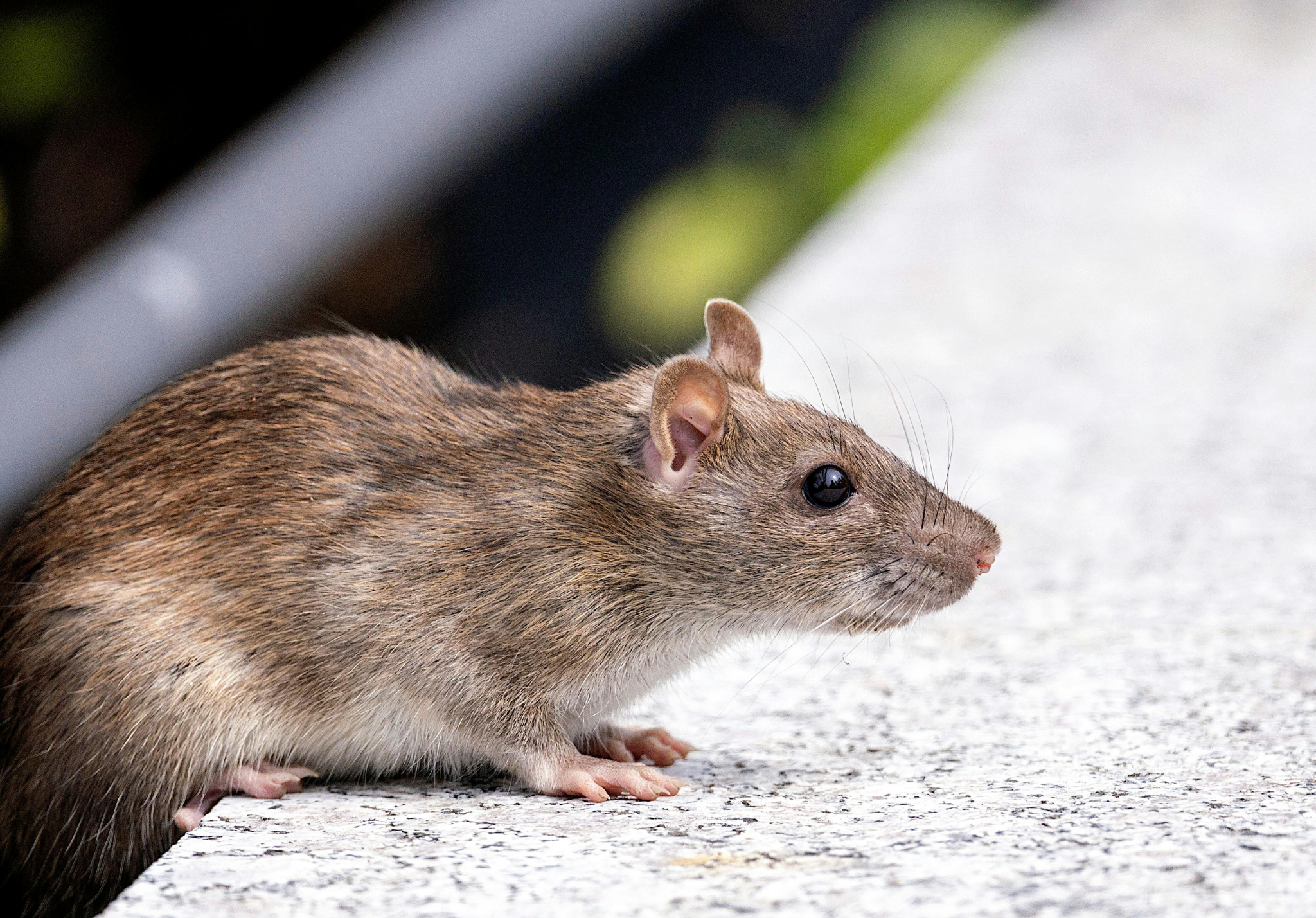 You are currently viewing Understanding the Two Most Common Rat Species in Midwest Homes