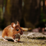 8 Easy Ways to Tell if You Have Mice