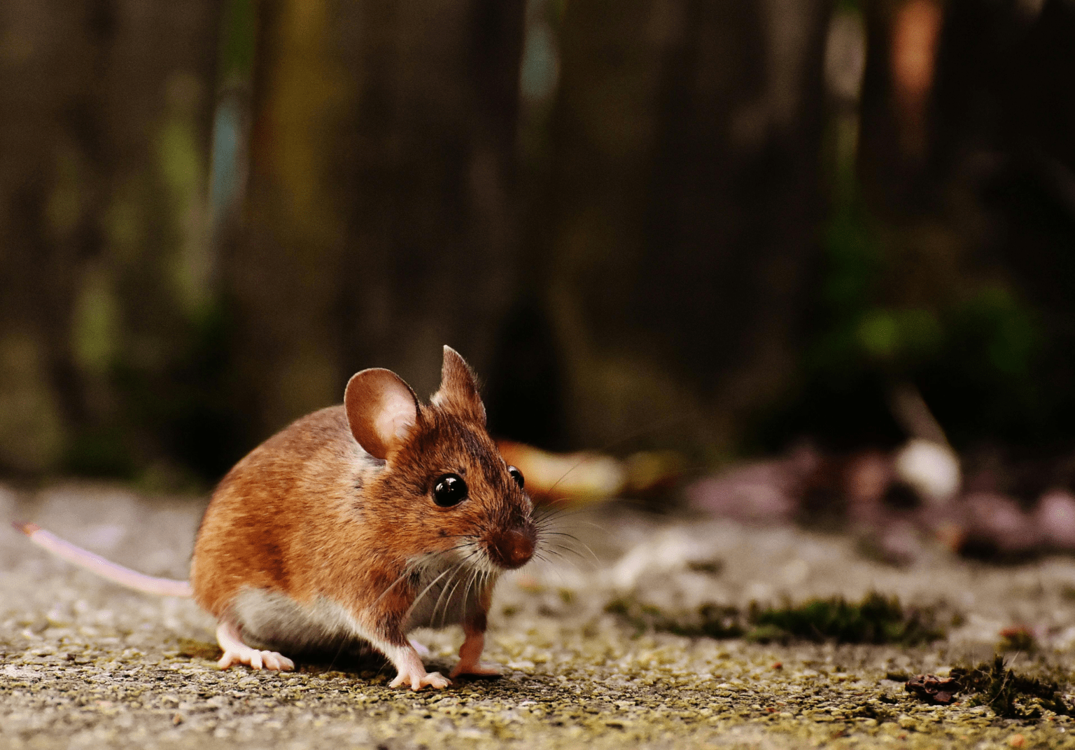 8 Easy Ways to Tell if You Have Mice - Pro-Staff Pest Control