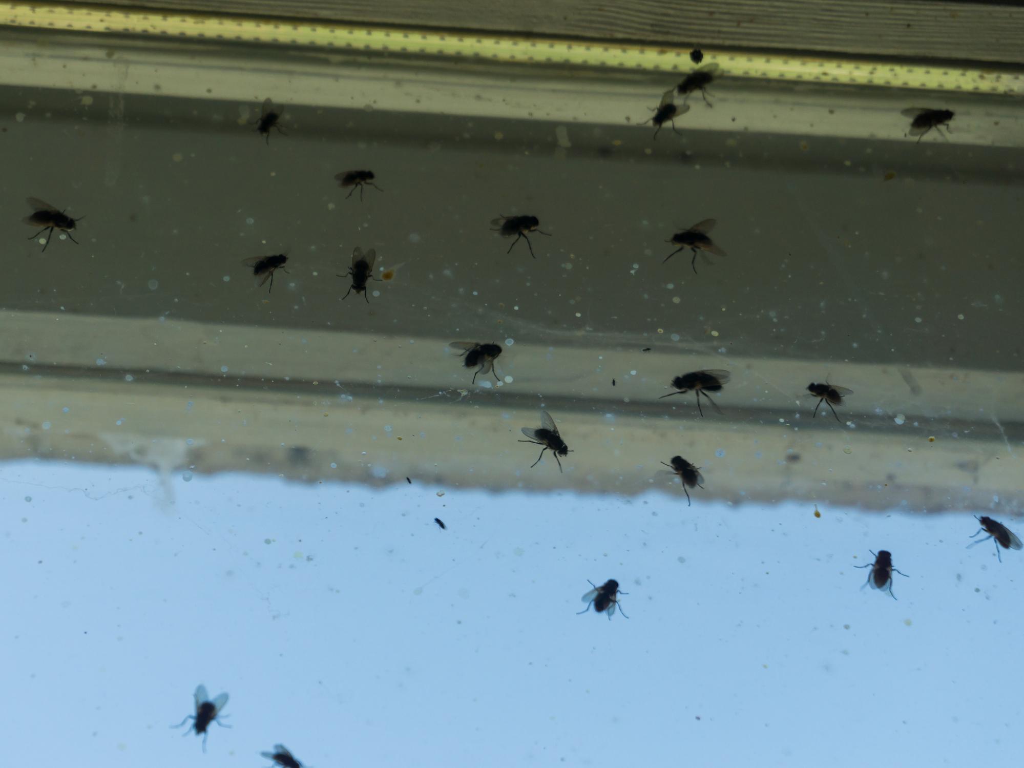 You are currently viewing What You Need to Know About Cluster Flies